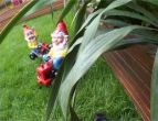 Gnome.jpg